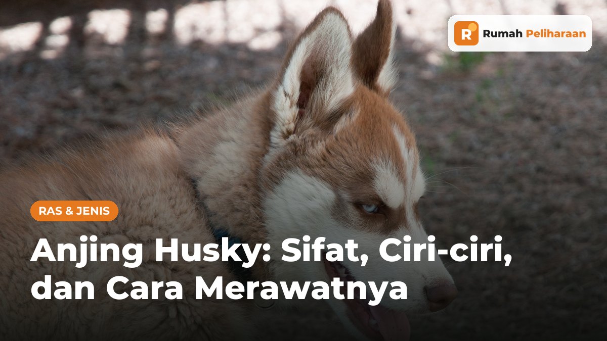 Anjing husky muda berbulu cokelat-putih bermata biru sedang menjulurkan lidah