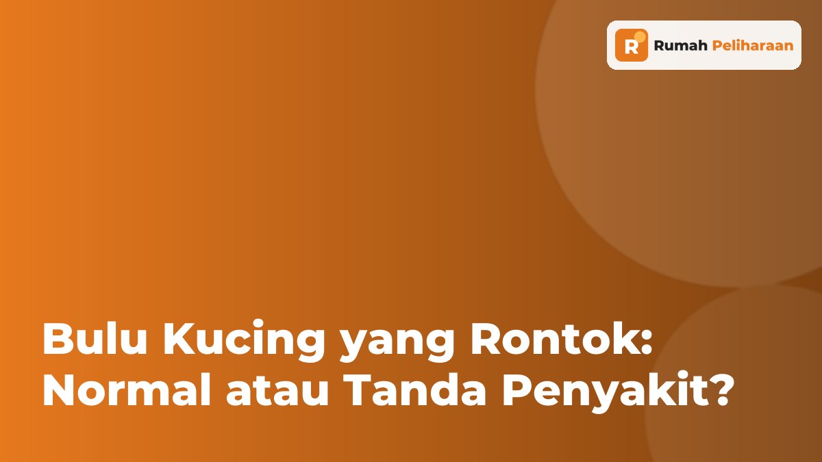 Sampul artikel bulu kucing yang rontok