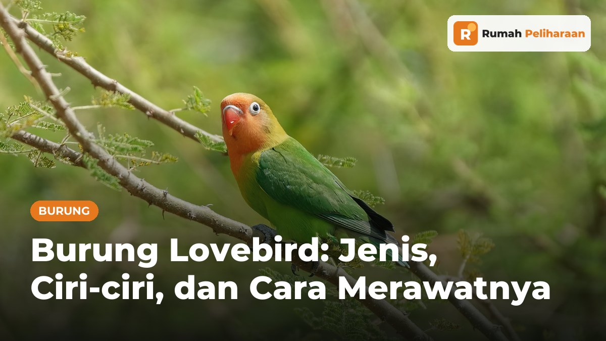 Lovebird Fischer berwajah jingga dan berbadan hijau bertengger di dahan berduri