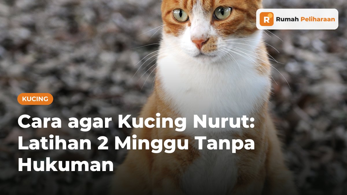 Kucing oranye-putih duduk tenang menghadap kamera di atas dedaunan kering
