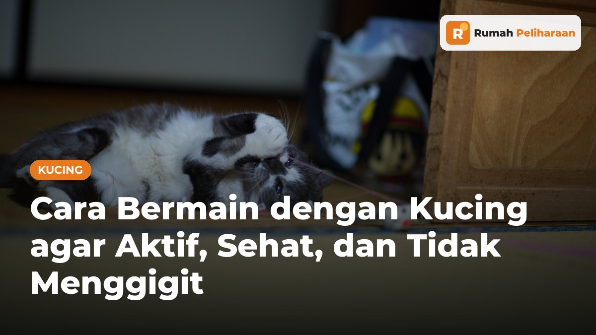 Kucing abu-abu putih berbaring telentang sambil menangkap tikus mainan yang diikat tali pancing