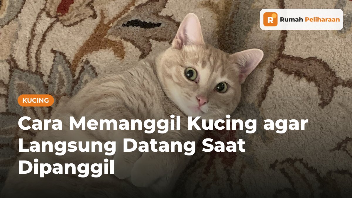 Kucing tabby krem berbaring di karpet sambil menatap ke atas seolah menunggu dipanggil