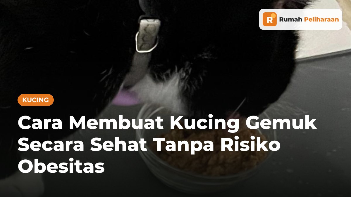 Kucing hitam putih sedang makan makanan basah dari mangkuk kaca kecil di lantai