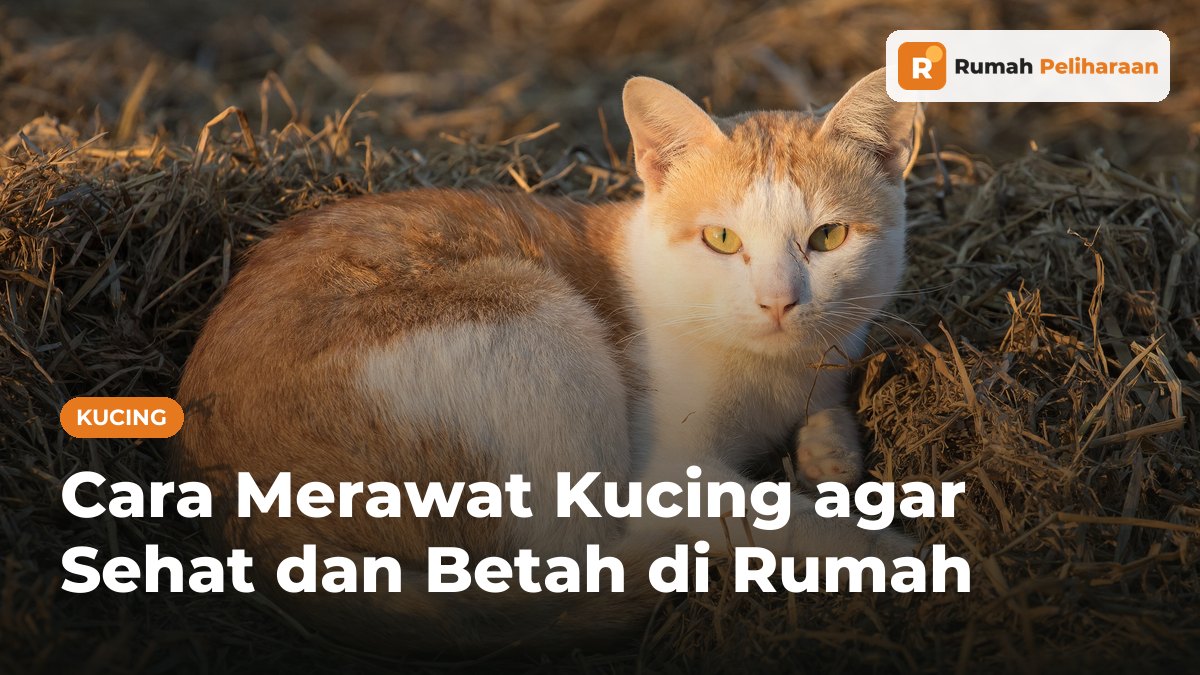 Kucing oranye-putih berbaring santai di atas tumpukan jerami kering saat sore hari