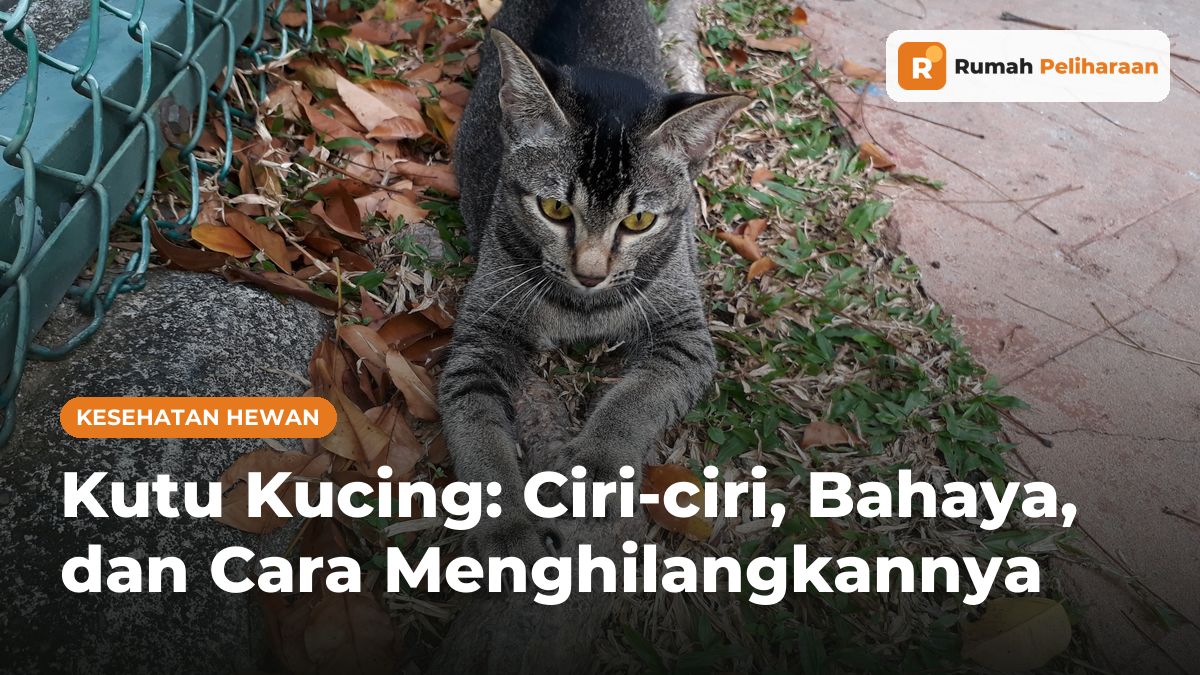 Kucing belang abu-abu sedang meregangkan badan dan mencakar batang kayu di halaman